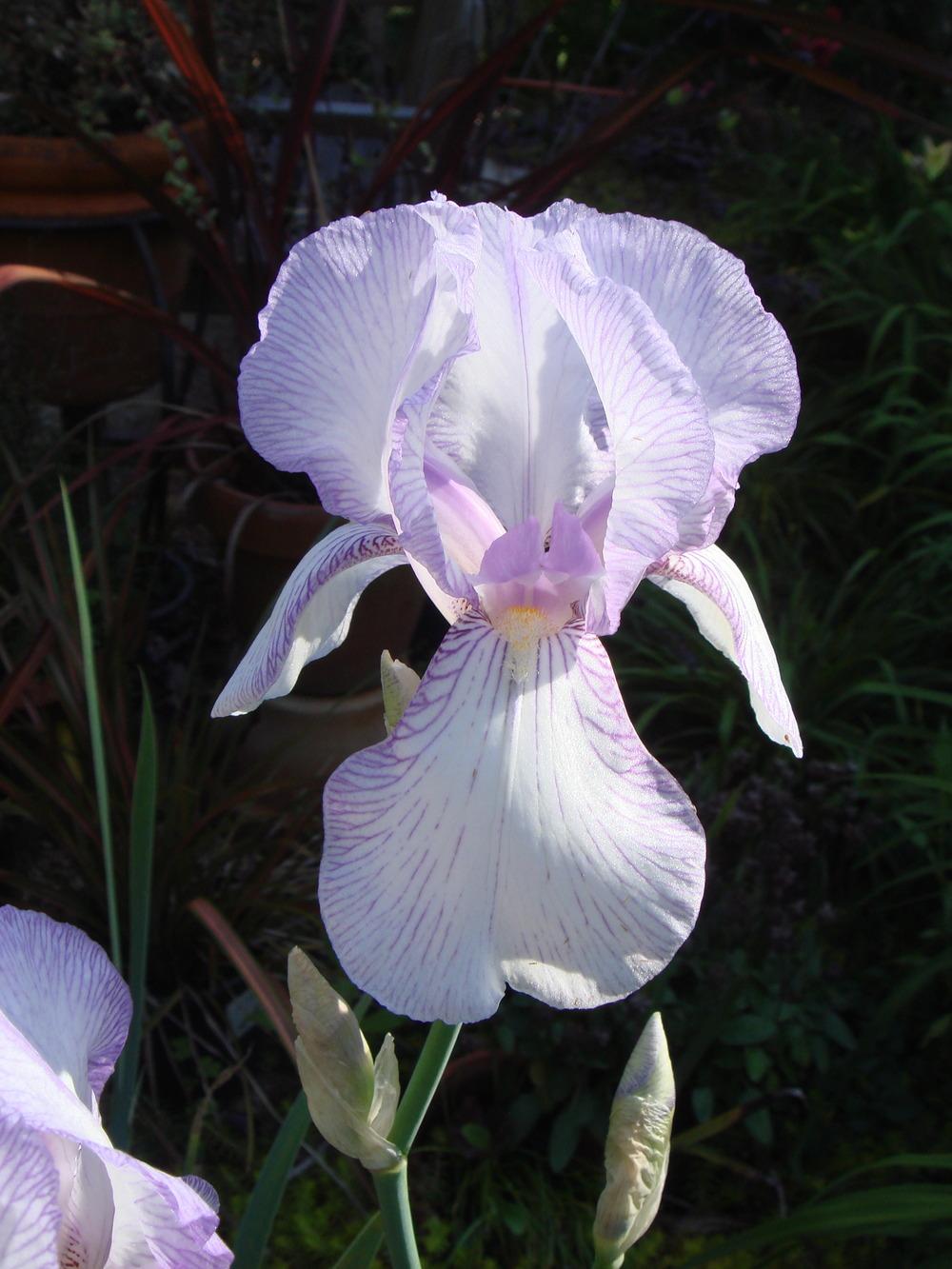 Photo of Tall Bearded Iris (Iris 'True Delight') uploaded by Henhouse