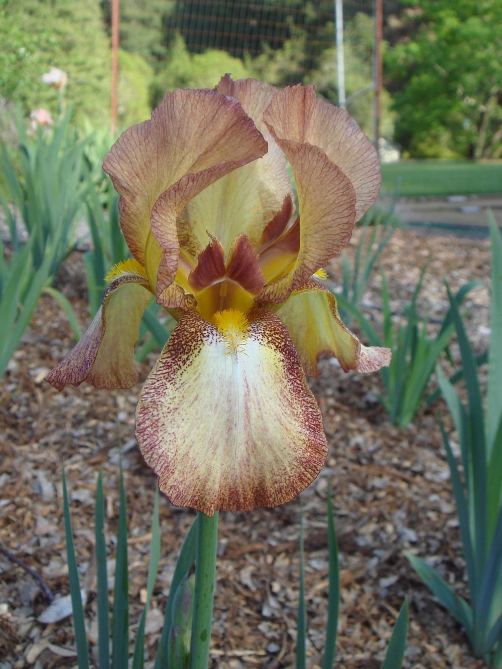 Photo of Tall Bearded Iris (Iris 'Orloff') uploaded by Henhouse