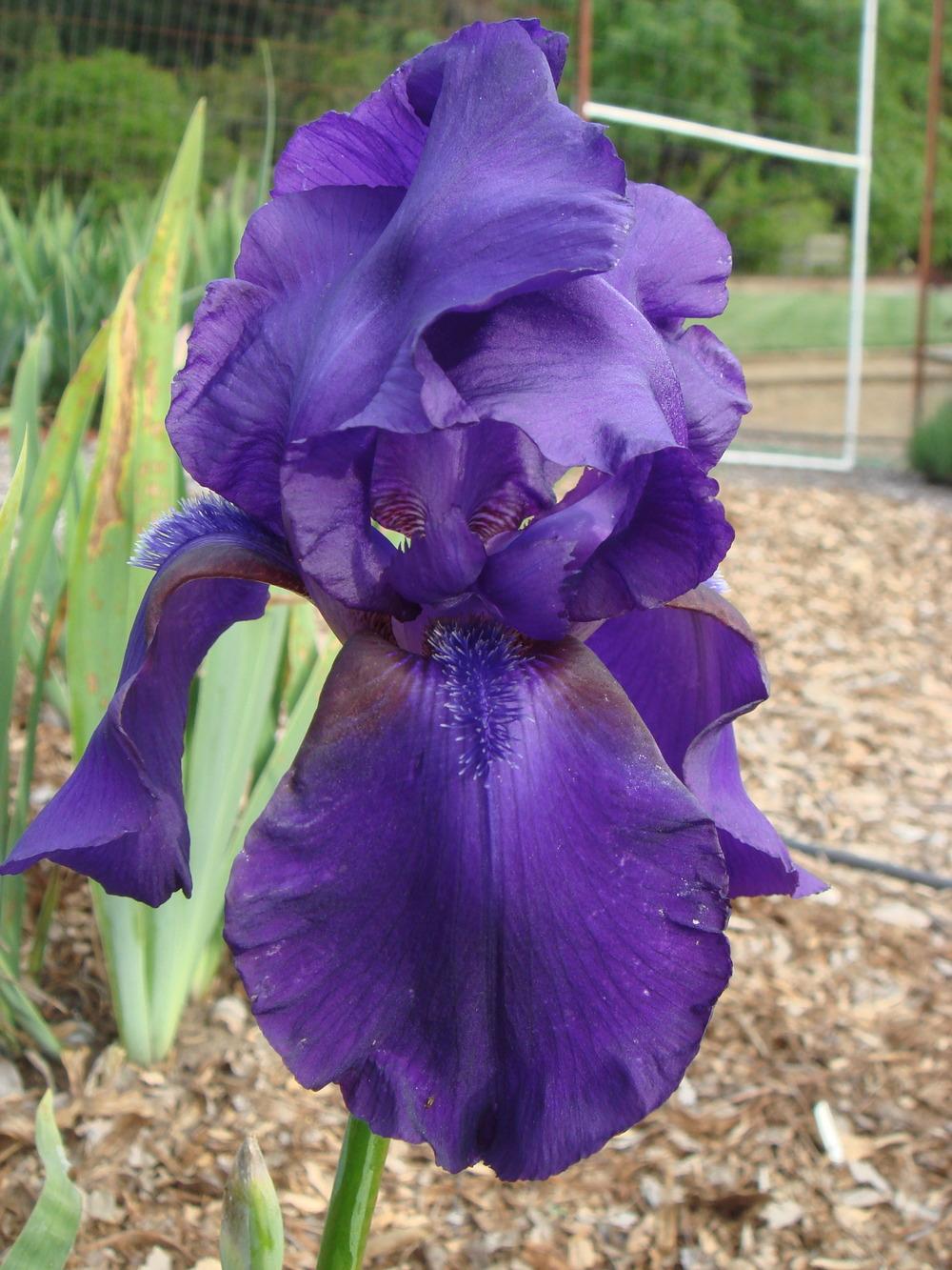 Photo of Tall Bearded Iris (Iris 'Father Rigney') uploaded by Henhouse