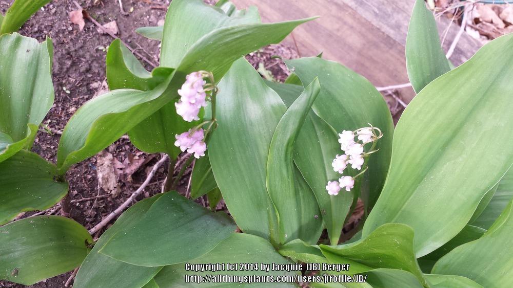Photo of Pink Lily of the Valley (Convallaria majalis 'Rosea') uploaded by JB