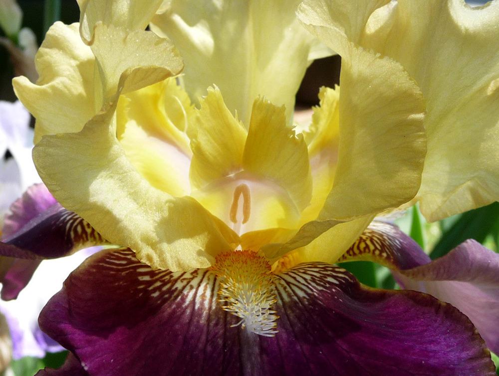 Photo of Tall Bearded Iris (Iris 'Jamaican Dream') uploaded by Lestv