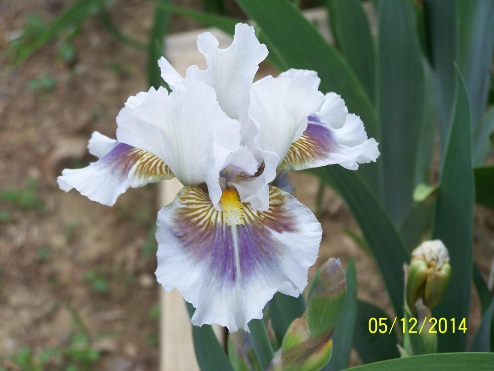 Photo of Intermediate Bearded Iris (Iris 'Dumbledore') uploaded by Misawa77