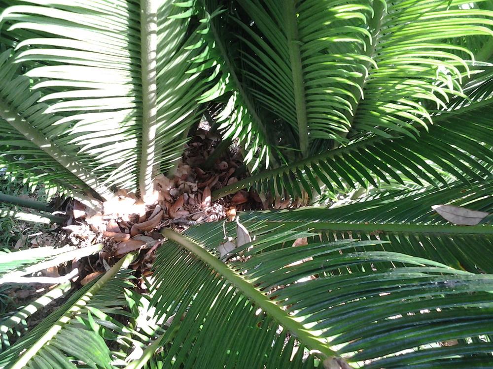 Photo of Sago Palm (Cycas revoluta) uploaded by OrlandoBill