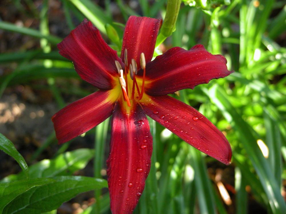 Photo of Daylily (Hemerocallis 'Crimson Pirate') uploaded by Seedfork