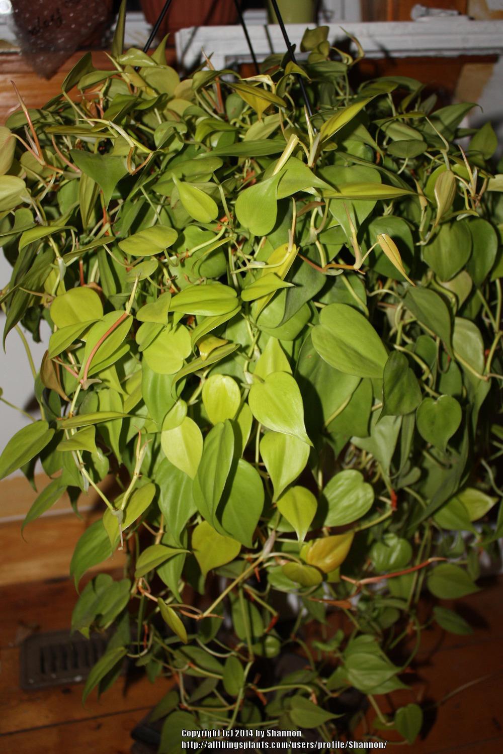Photo of Velvet Leaf Philodendron (Philodendron hederaceum) uploaded by Shannon