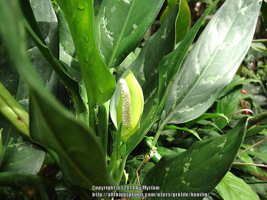Photo of Chinese Evergreen (Aglaonema commutatum) uploaded by bonitin