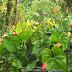 Location: In a friend's garden, Paraty, Brazil
Date: 2013-12-22