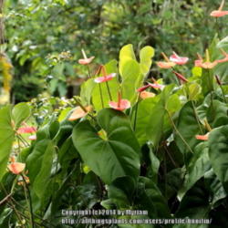Location: In a friend's garden, Paraty, Brazil
Date: 2013-12-22