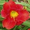Photo of Daylily (Hemerocallis 'Signed in Red') uploaded by chalyse