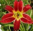 Photo of Daylily (Hemerocallis 'Queen of Hearts') uploaded by chalyse