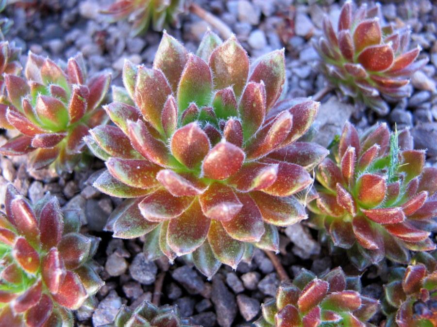 Photo of Hen and Chicks (Sempervivum 'Spring') uploaded by goldfinch4