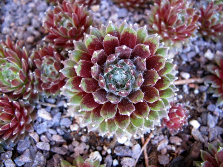 Photo of Hen and Chicks (Sempervivum 'Mike') uploaded by goldfinch4