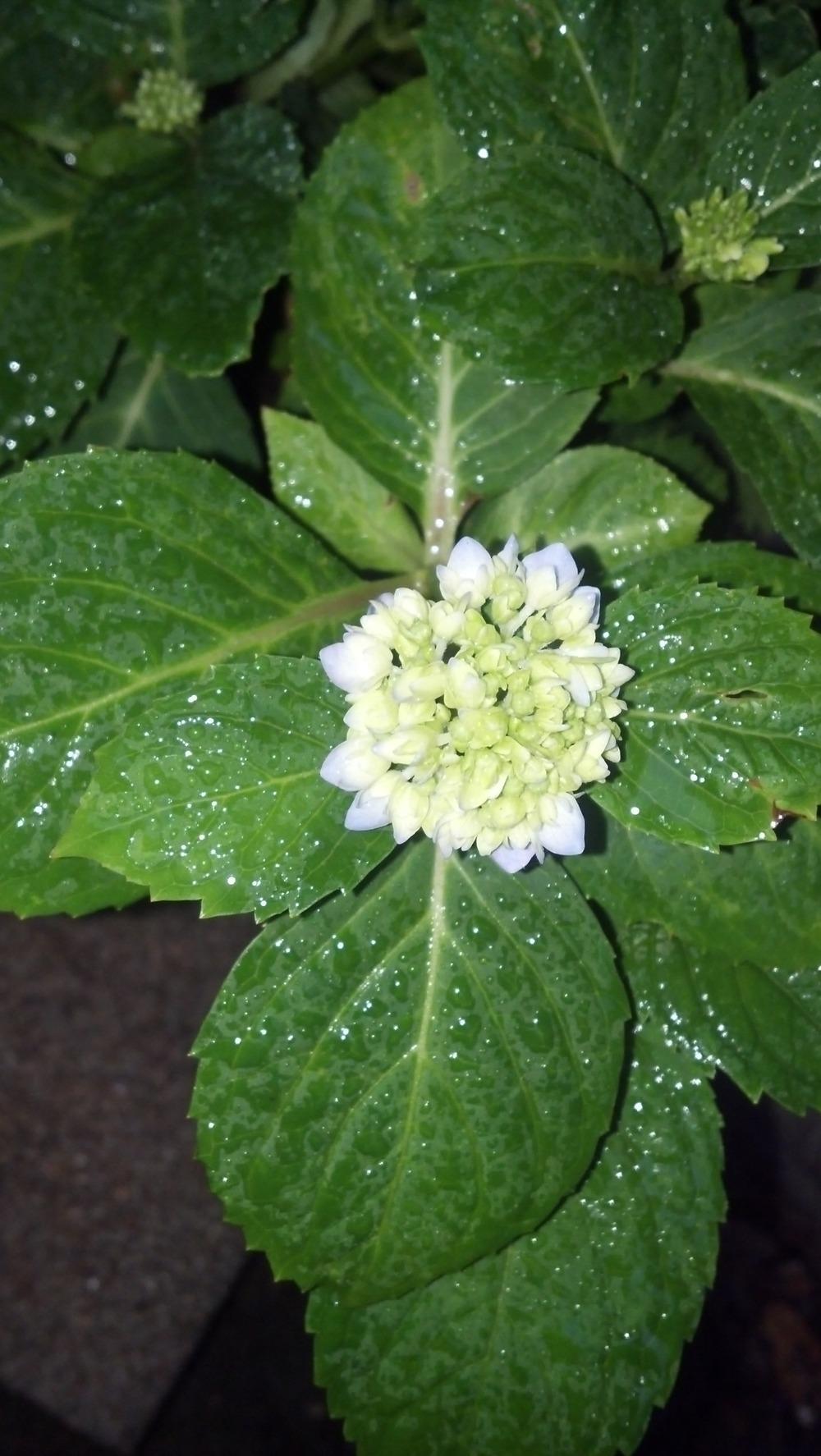 Photo of Bigleaf Hydrangea (Hydrangea macrophylla Endless Summer® The Original) uploaded by lisam0313