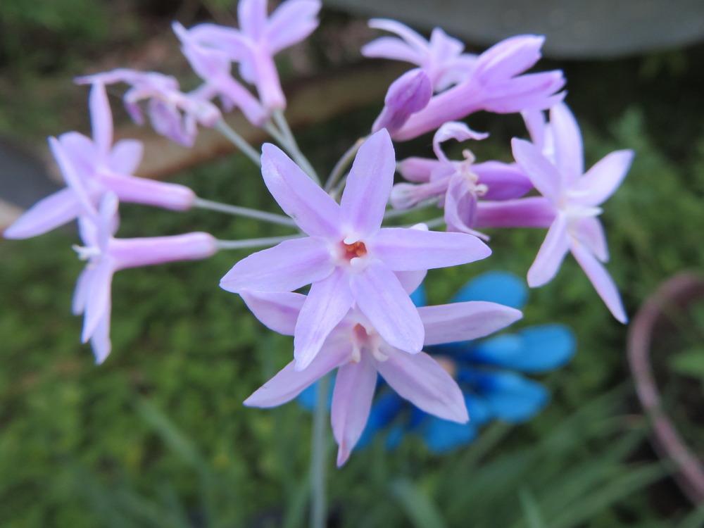 Photo of Society Garlic (Tulbaghia violacea) uploaded by lisam0313