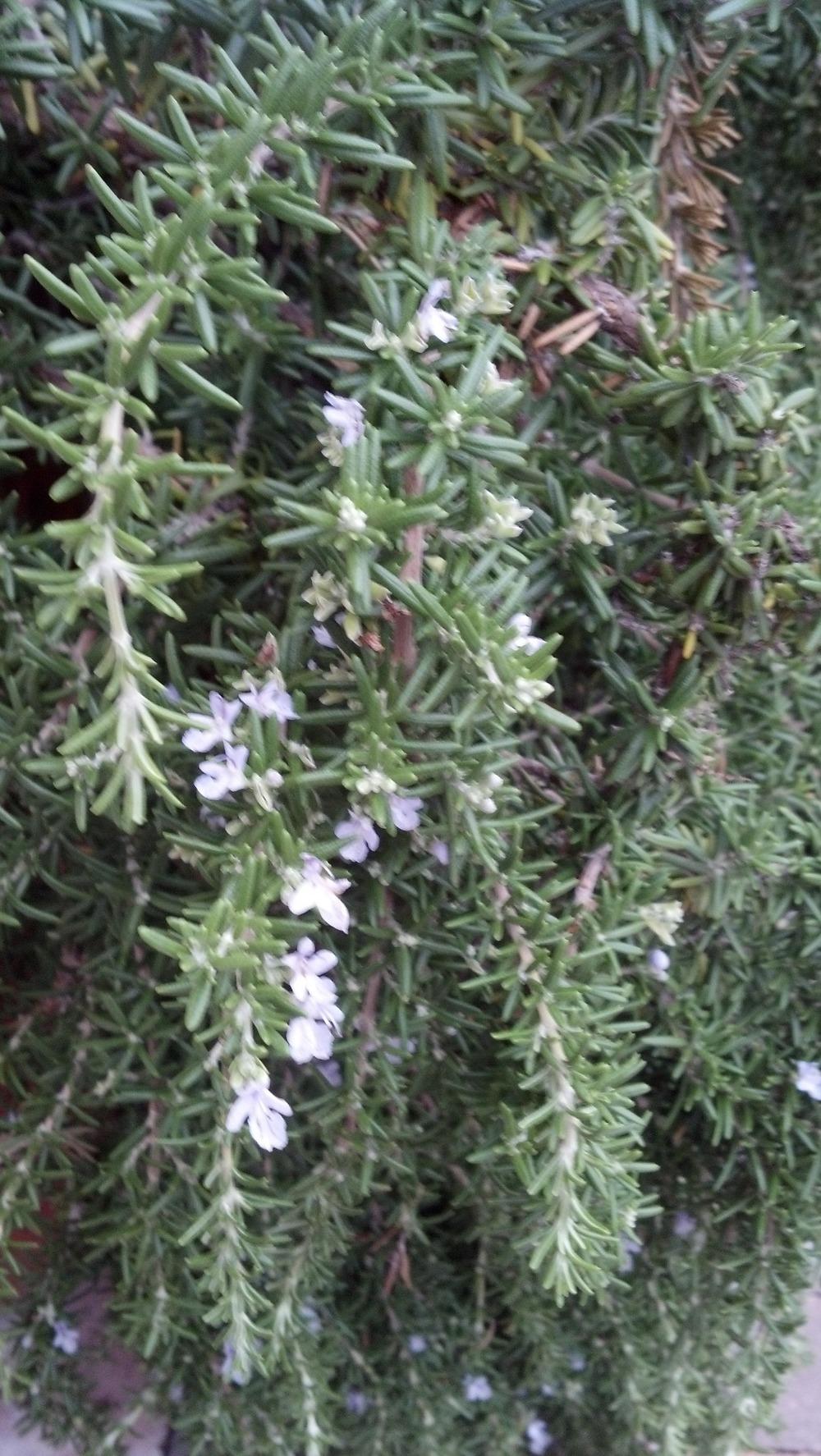Photo of Prostrate Rosemary (Salvia rosmarinus 'Prostratus') uploaded by lisam0313