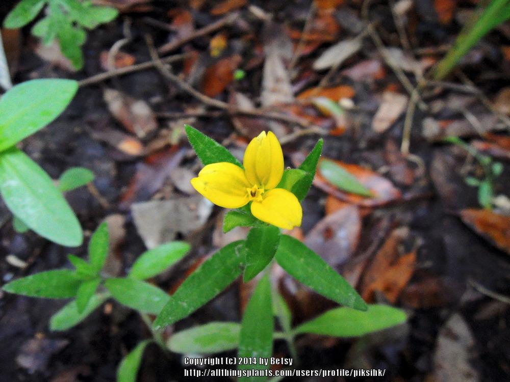 Photo of Lindheimer Daisy (Lindheimera texana) uploaded by piksihk