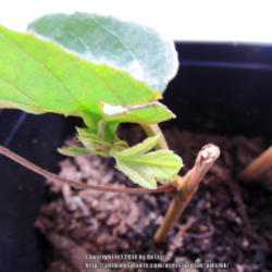 Location: my garden 
Date: 2014-05-13
A cutting from a red passiflora showing signs of new growth!