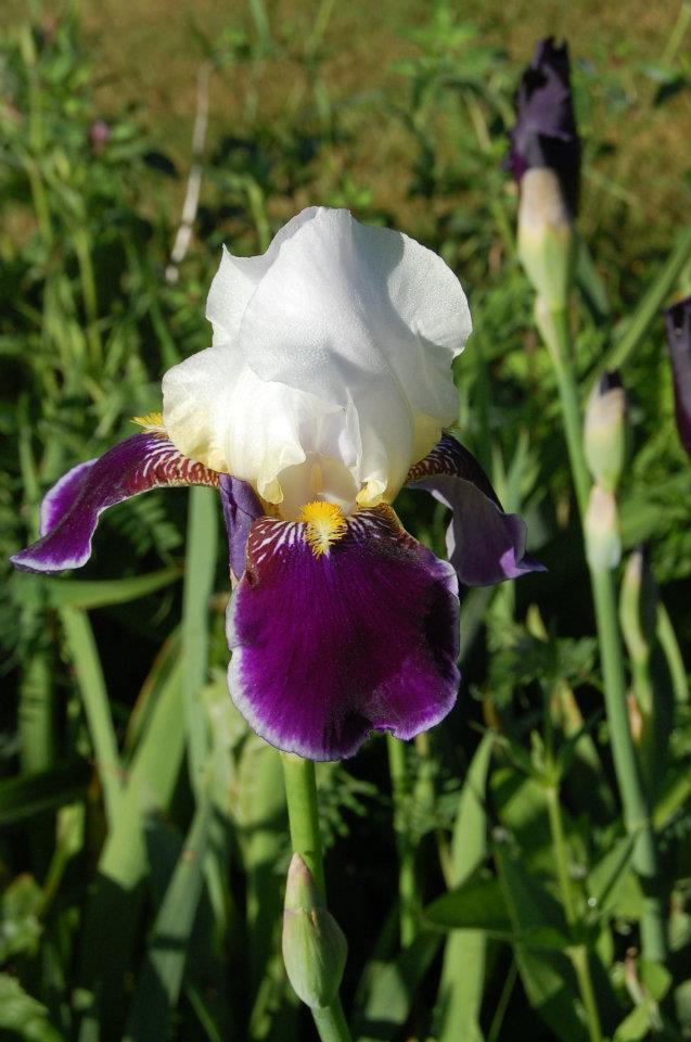 Photo of Tall Bearded Iris (Iris 'Wabash') uploaded by pixie62560