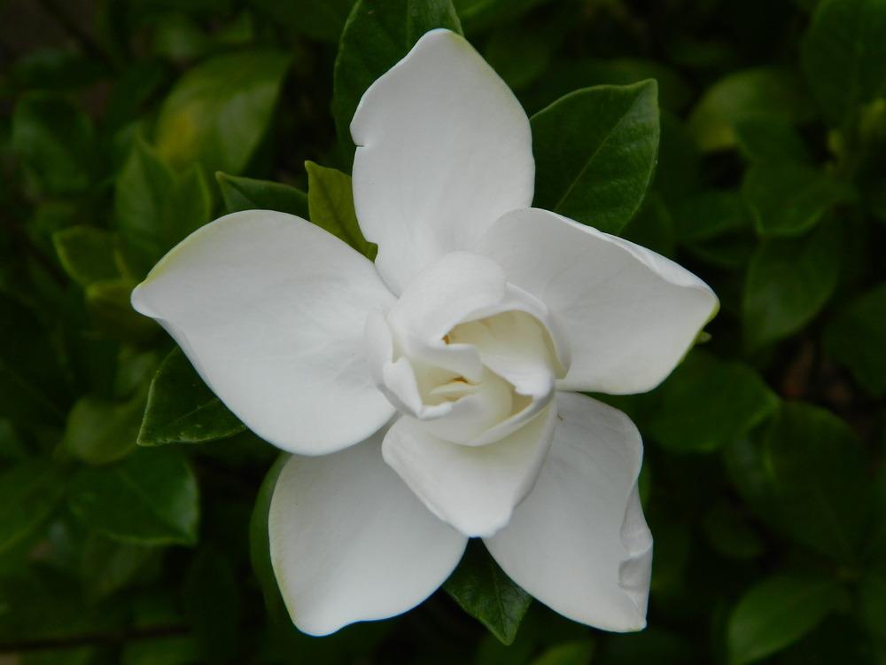 Photo of Gardenia (Gardenia jasminoides 'August Beauty') uploaded by wildflowers