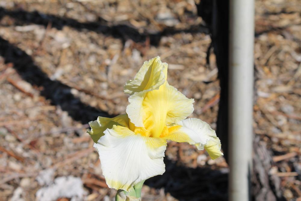 Photo of Tall Bearded Iris (Iris 'Lemon Lunar Lander') uploaded by ARUBA1334