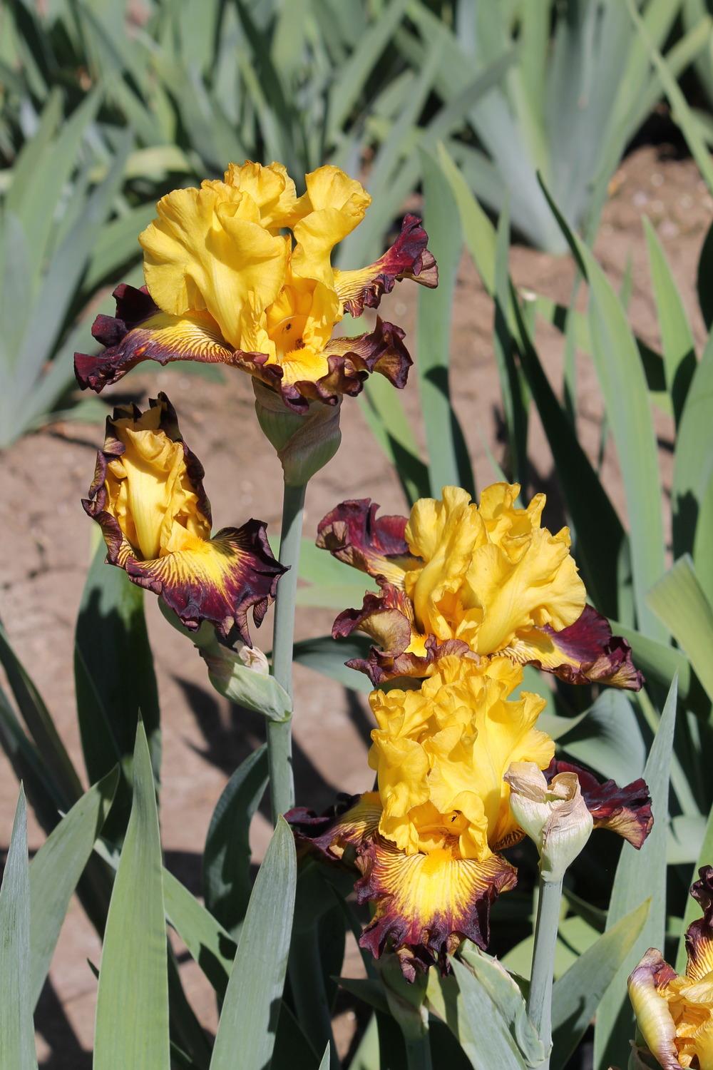 Photo of Tall Bearded Iris (Iris 'Aztec Art') uploaded by ARUBA1334