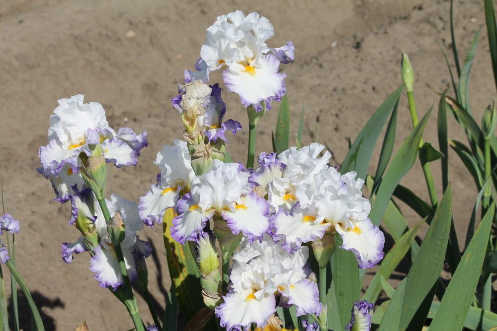 Photo of Tall Bearded Iris (Iris 'Perception') uploaded by ARUBA1334