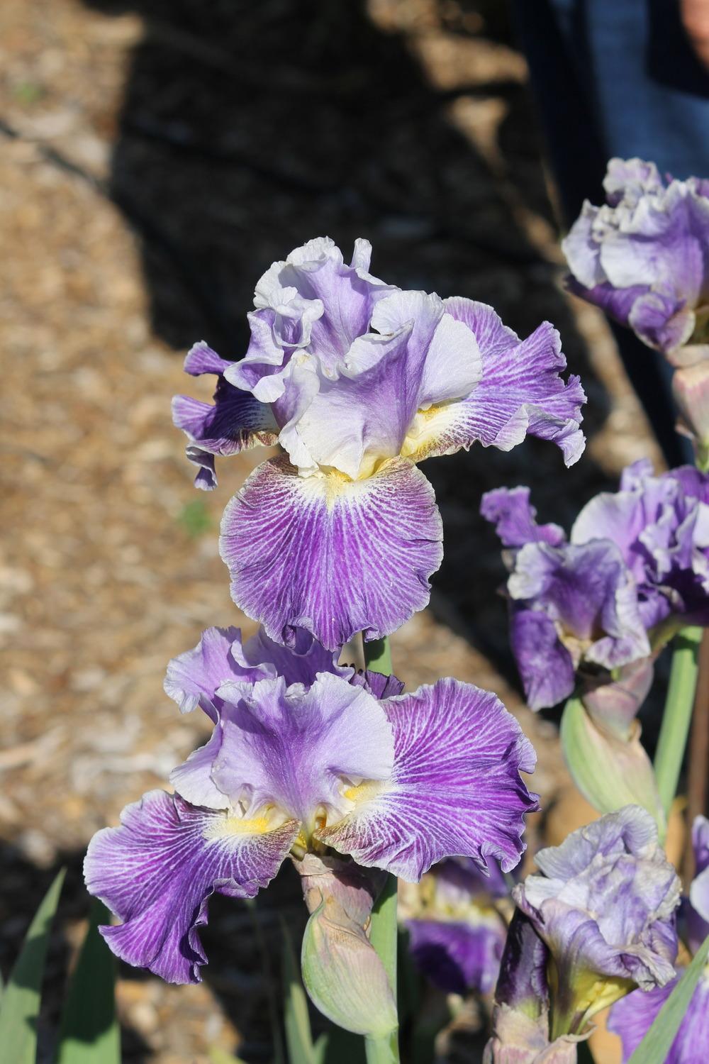Photo of Tall Bearded Iris (Iris 'I I Stutter') uploaded by ARUBA1334