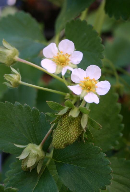 Photo of Strawberry (Fragaria x ananassa 'Albion') uploaded by Calif_Sue