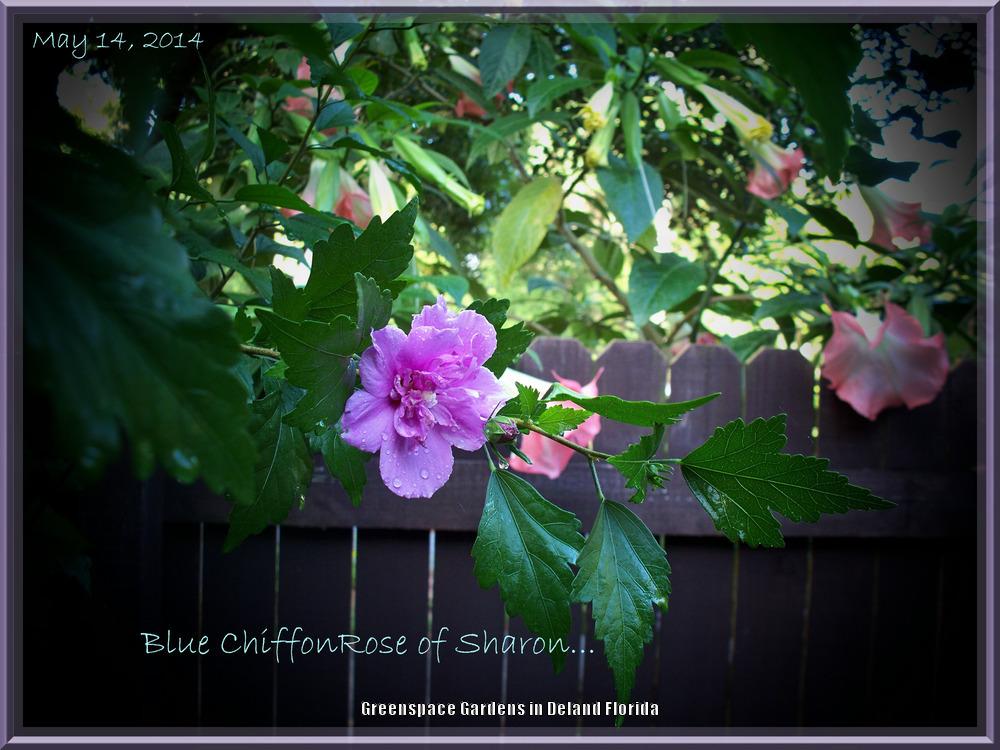 Photo of Rose of Sharon (Hibiscus syriacus Blue Chiffon™) uploaded by DavidofDeLand