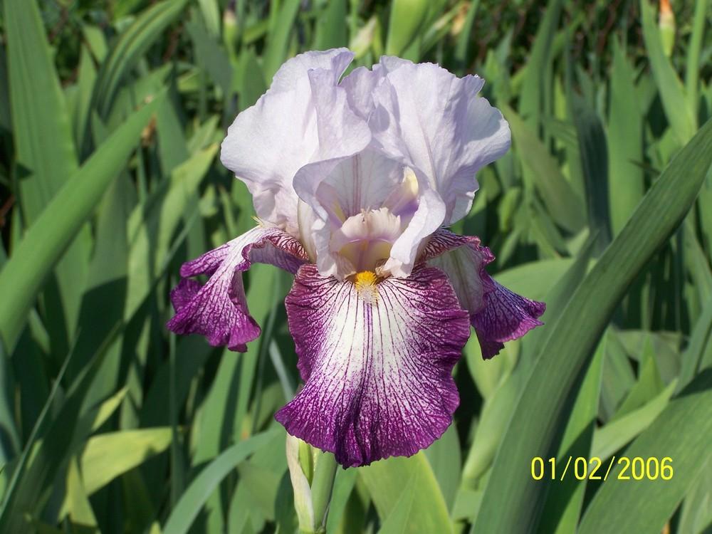 Photo of Tall Bearded Iris (Iris 'Quiz Show') uploaded by Misawa77