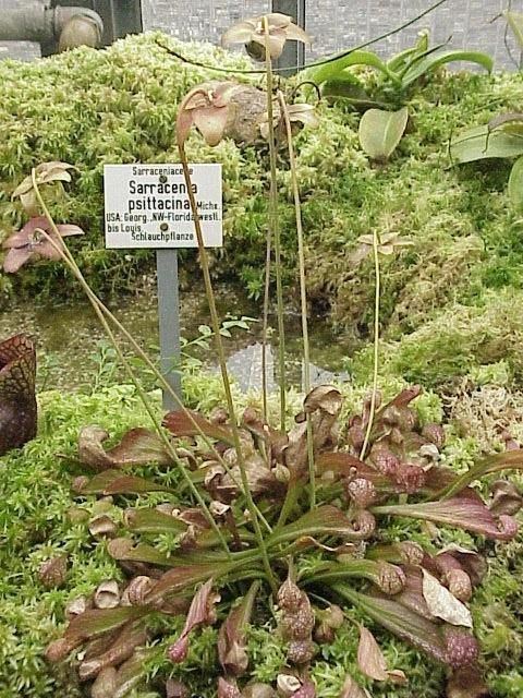 Photo of Parrot pitcherplant (Sarracenia psittacina) uploaded by SongofJoy