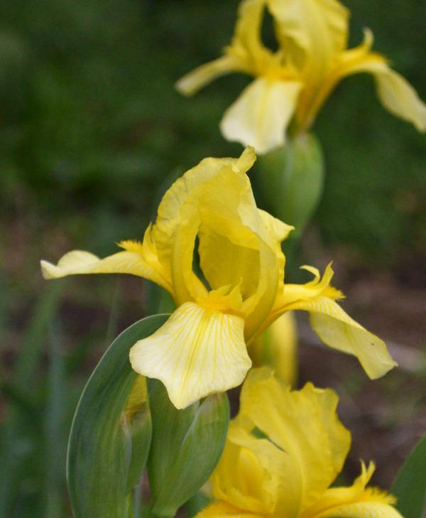 Photo of Tall Bearded Iris (Iris 'Chalice') uploaded by brettbarney73
