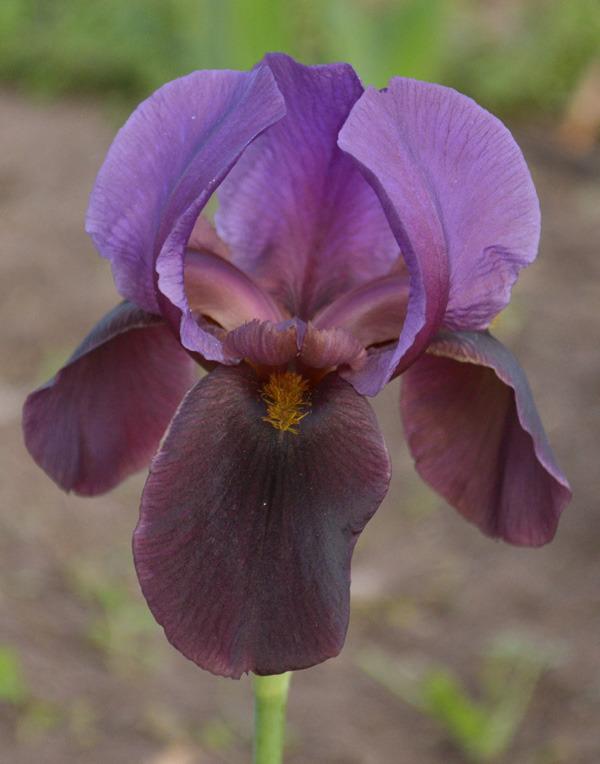 Photo of Arilbred Iris (Iris 'Peshawar') uploaded by brettbarney73