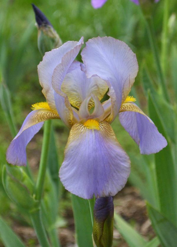 Photo of Tall Bearded Iris (Iris 'Don Quixote') uploaded by brettbarney73