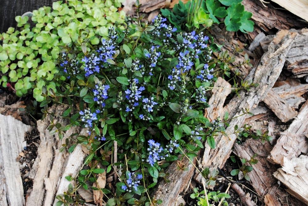 Photo of Bugleweed (Ajuga reptans Chocolate Chip) uploaded by chelle
