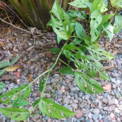 Location: my garden, Sarasota FL
Date: 2014-05-13
New plant from cuttings started last summer.