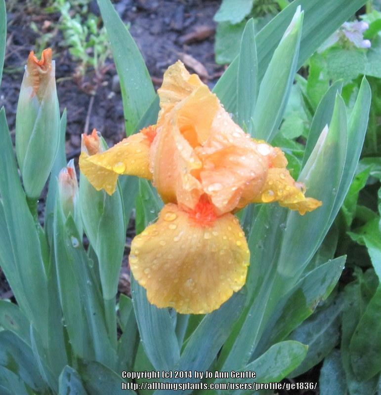 Photo of Standard Dwarf Bearded Iris (Iris 'Cameo Queen') uploaded by ge1836