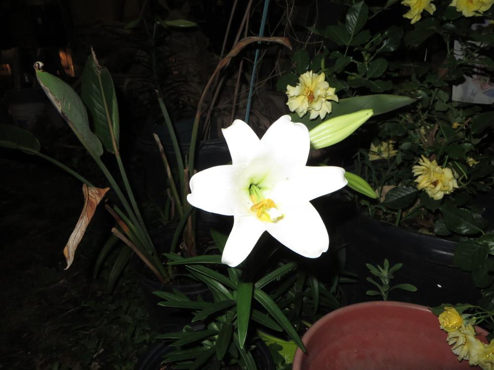 Photo of Lily (Lilium longiflorum) uploaded by lisam0313