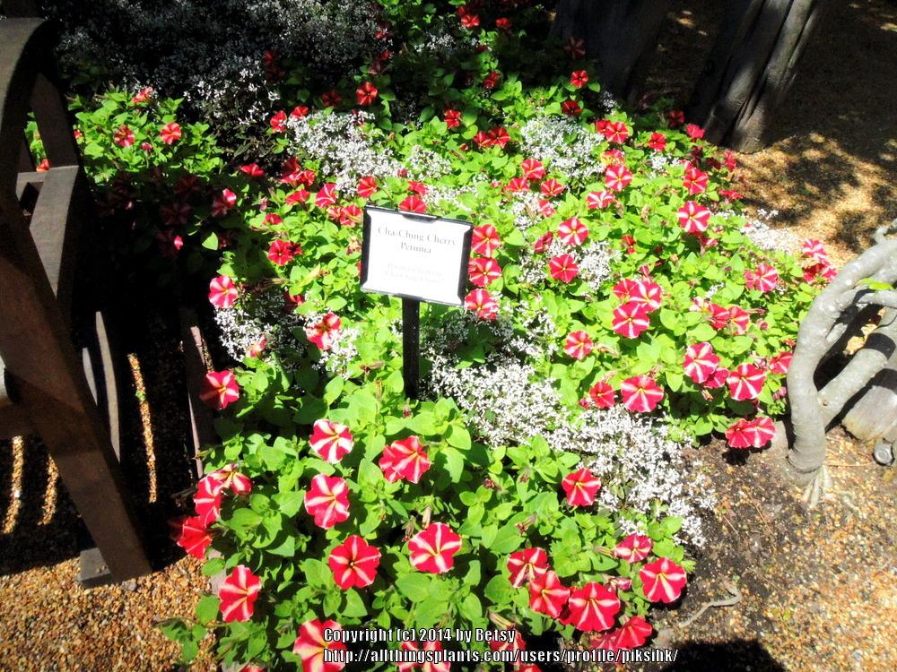 Photo of Petunia 'Cha-Ching Cherry' uploaded by piksihk