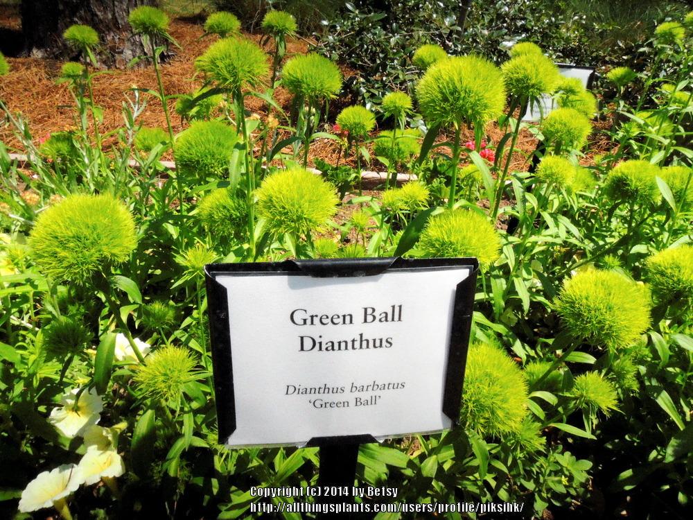 Photo of Dianthus (Dianthus barbatus Green Trick®) uploaded by piksihk
