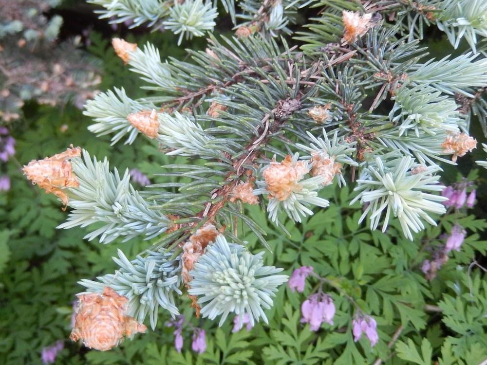 Photo of Colorado Blue Spruce (Picea pungens) uploaded by Bonehead