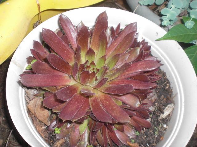 Photo of Hen and Chicks (Sempervivum 'Oh My') uploaded by Cahac