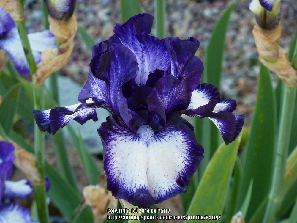 Photo of Tall Bearded Iris (Iris 'Oreo') uploaded by Patty