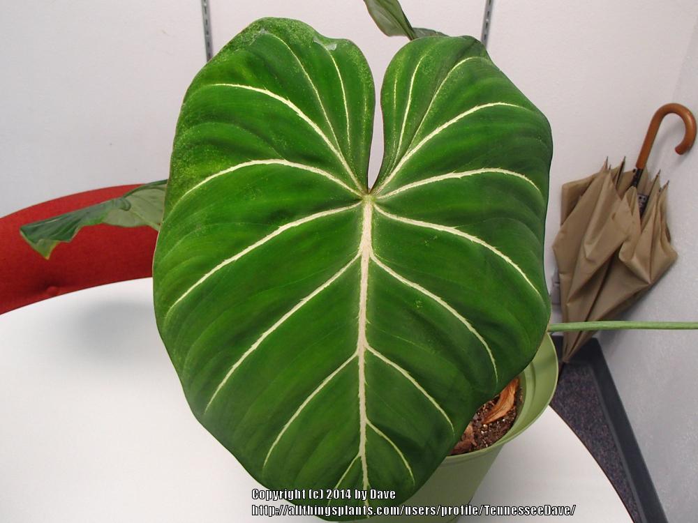 Photo of Philodendron (Philodendron gloriosum) uploaded by TennesseeDave