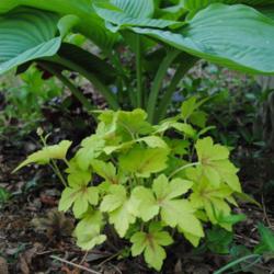 Location: My Northeastern Indiana Gardens - Zone 5b
Date: 2014-05-14
Its spring coloration is especially nice when paired with a dark-