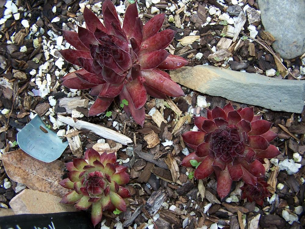 Photo of Hen and Chicks (Sempervivum 'Oh My') uploaded by chickhill