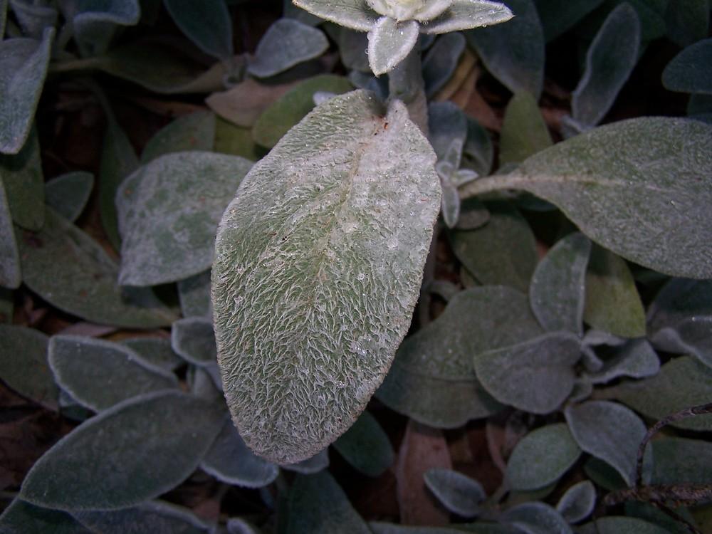 Photo of Lambs' Ears (Stachys byzantina) uploaded by chickhill