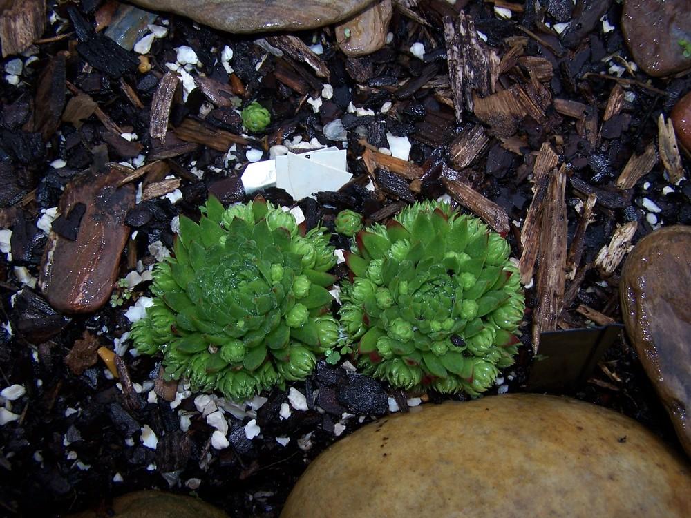 Photo of Rollers (Sempervivum globiferum subsp. hirtum 'from Baba Mare') uploaded by chickhill
