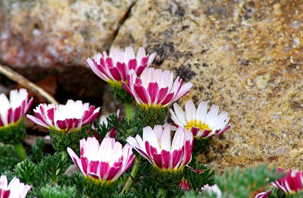Photo of Mount Atlas Daisy (Anacyclus pyrethrum) uploaded by dirtdorphins