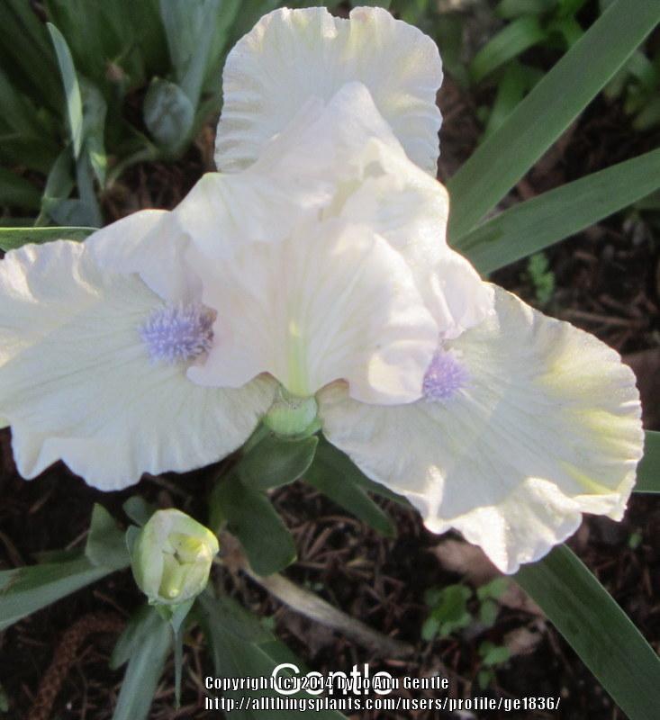 Photo of Standard Dwarf Bearded Iris (Iris 'Gentle') uploaded by ge1836